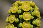 Euphorbia tescorum PV2496 Merille GPS168 v 2012 Kenya 2014_0454vyrez.jpg